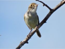 Tawny-crowned Pygmy-Tyrant